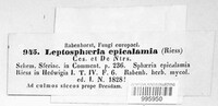 Leptosphaeria epicalamia image